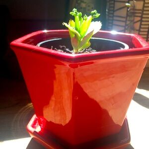 Kalanchoe “Mother of Thousands” w/ Red Planter